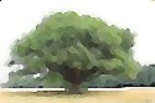 Stage de Qi Gong avec des arbres